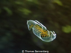 Speedy Gonzales
Sea&Sea DX-1G, @8,3mm
Settings: f3 1/20... by Thomas Bannenberg 